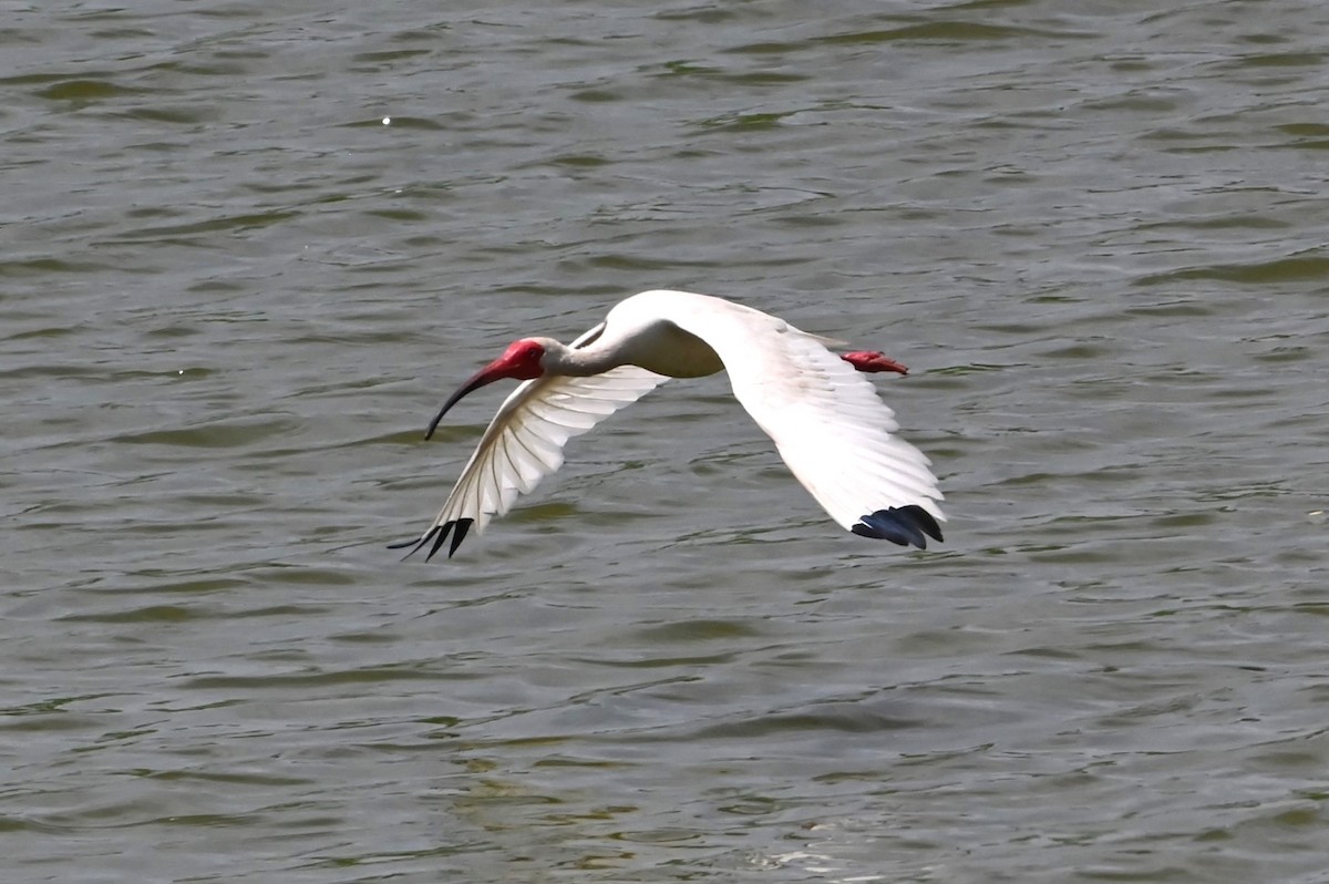 ibis bílý - ML621588663