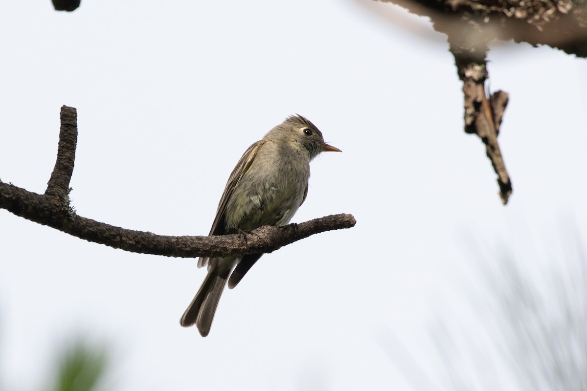 Pine Flycatcher - ML621588670