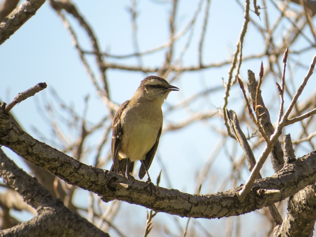 Chalk-browed Mockingbird - ML621588684