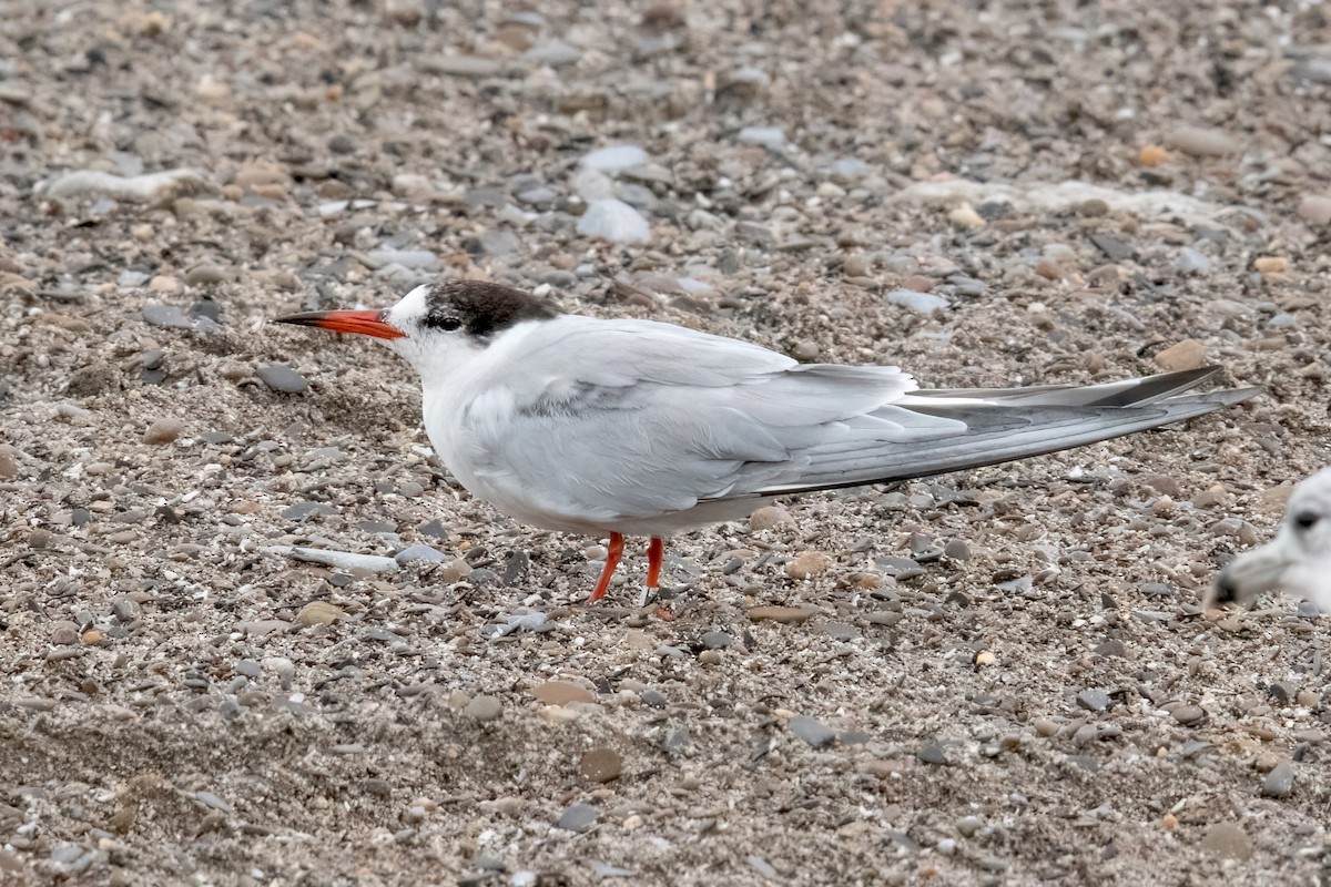 Common Tern - ML621588779