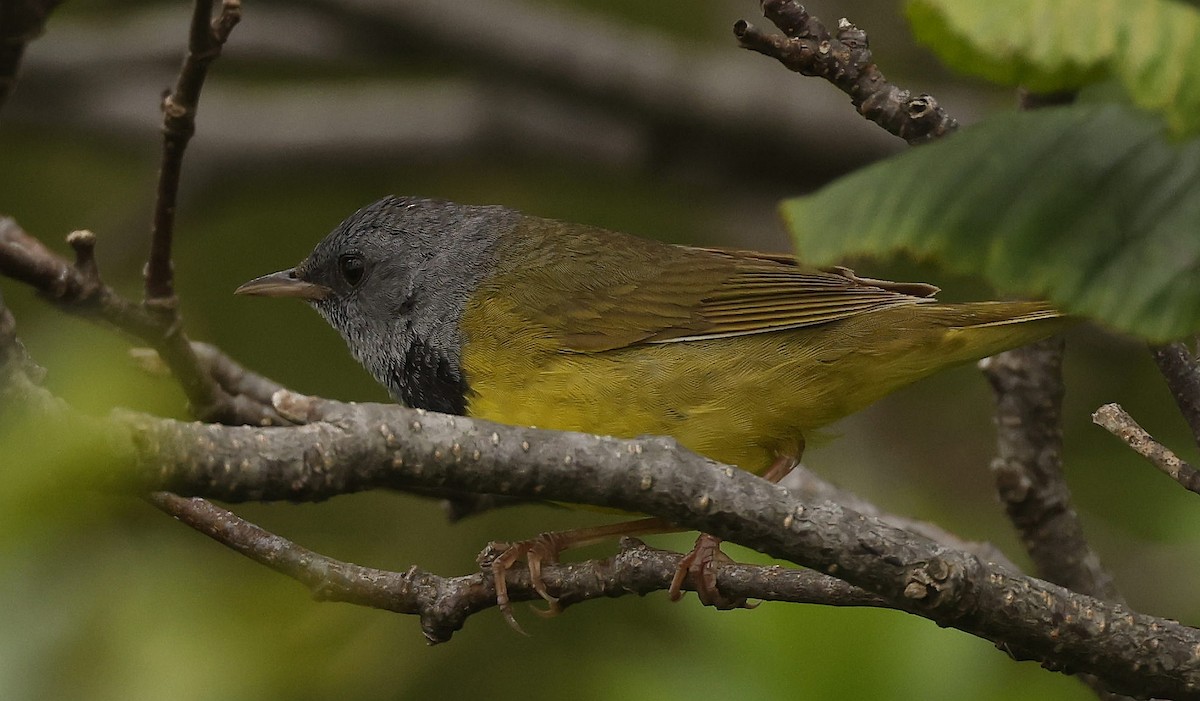 Mourning Warbler - ML621588791