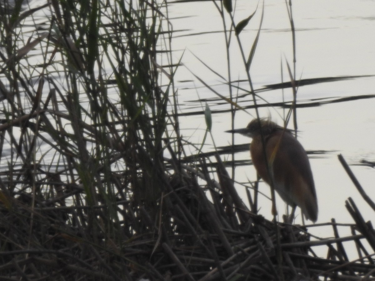 Squacco Heron - ML621588847