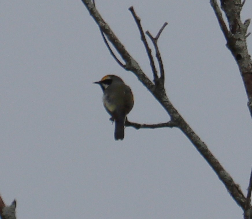 Golden-winged Warbler - ML621588899