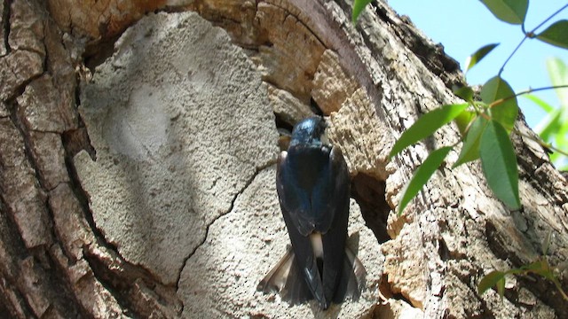 White-rumped Swallow - ML621588920