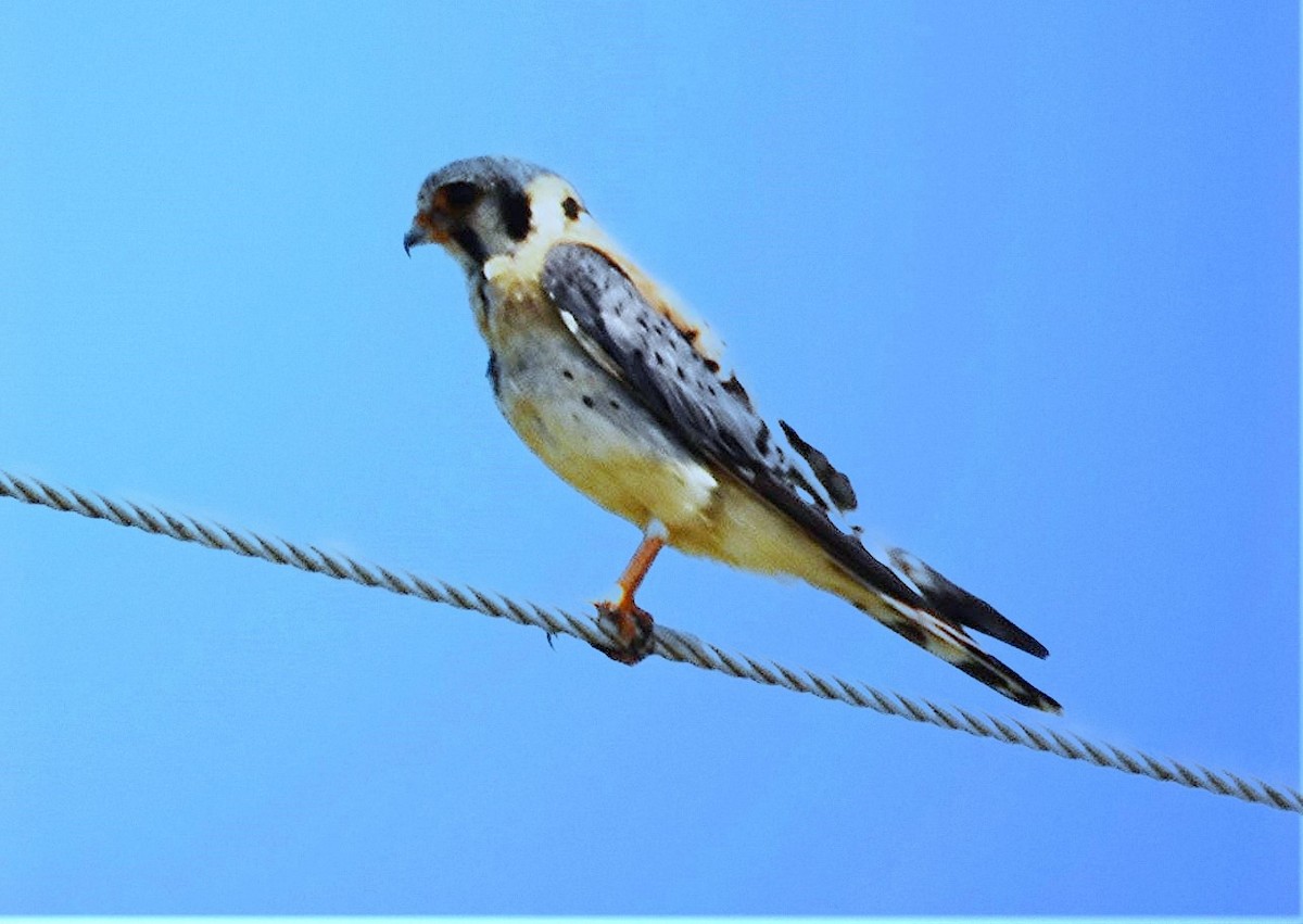 spurvefalk - ML621588943