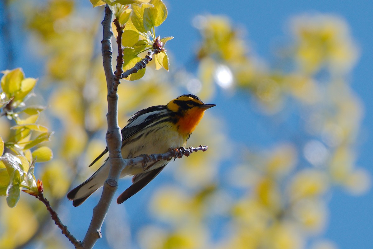 Blackburnian Warbler - Rick Beaudon