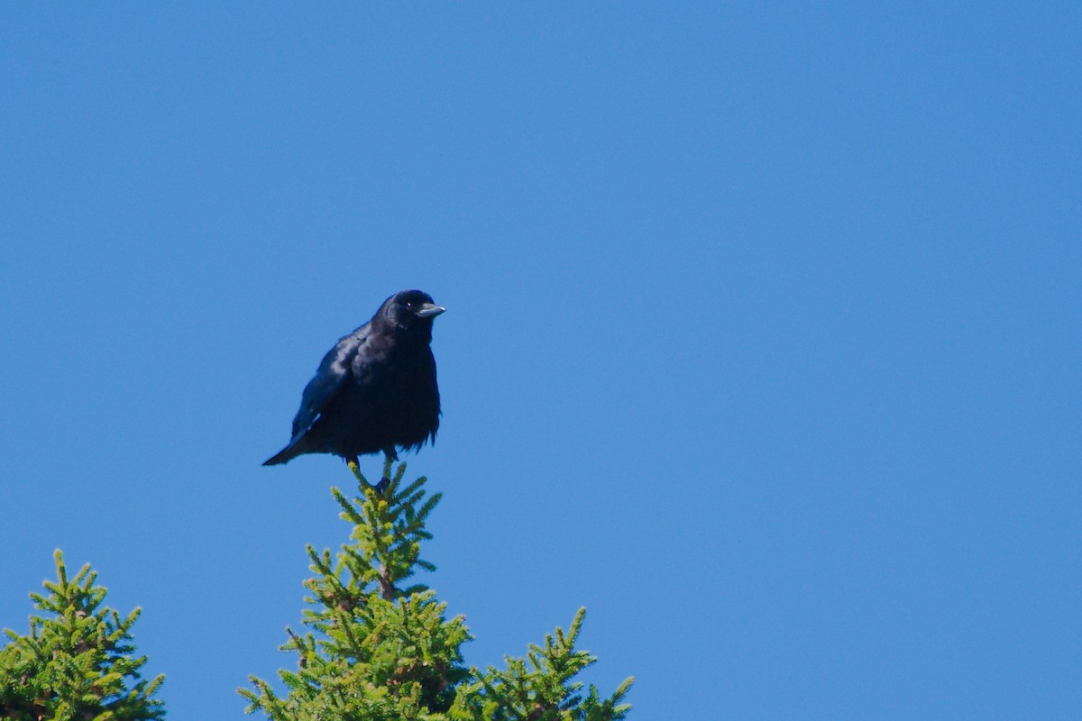 American Crow - ML621588949