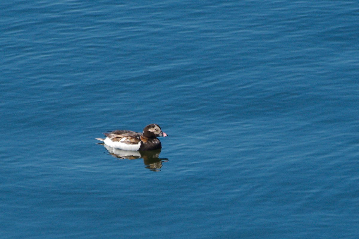 Long-tailed Duck - ML621588964