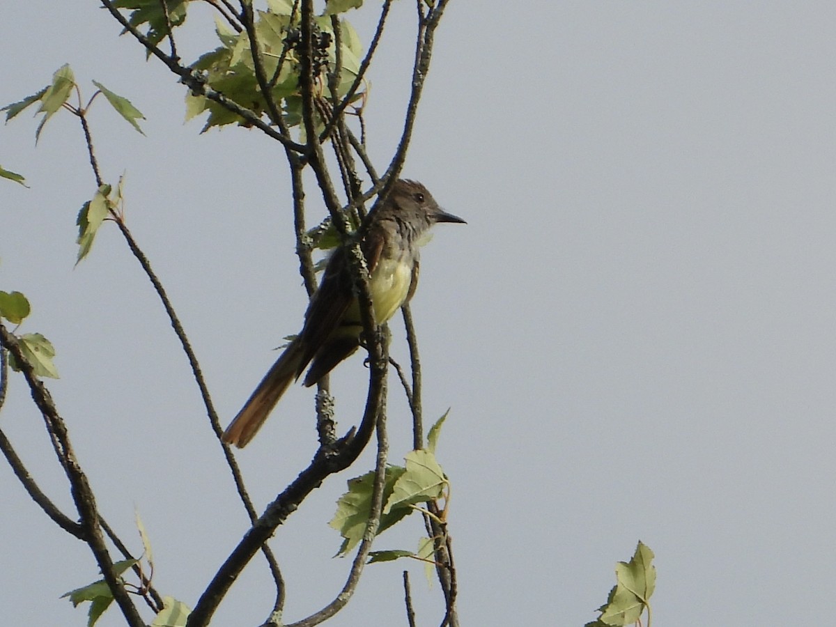 Great Crested Flycatcher - ML621588989