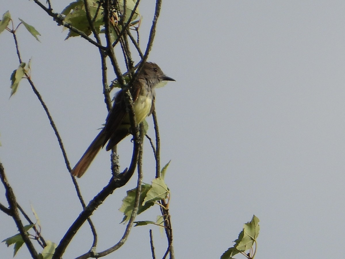 Great Crested Flycatcher - ML621588990