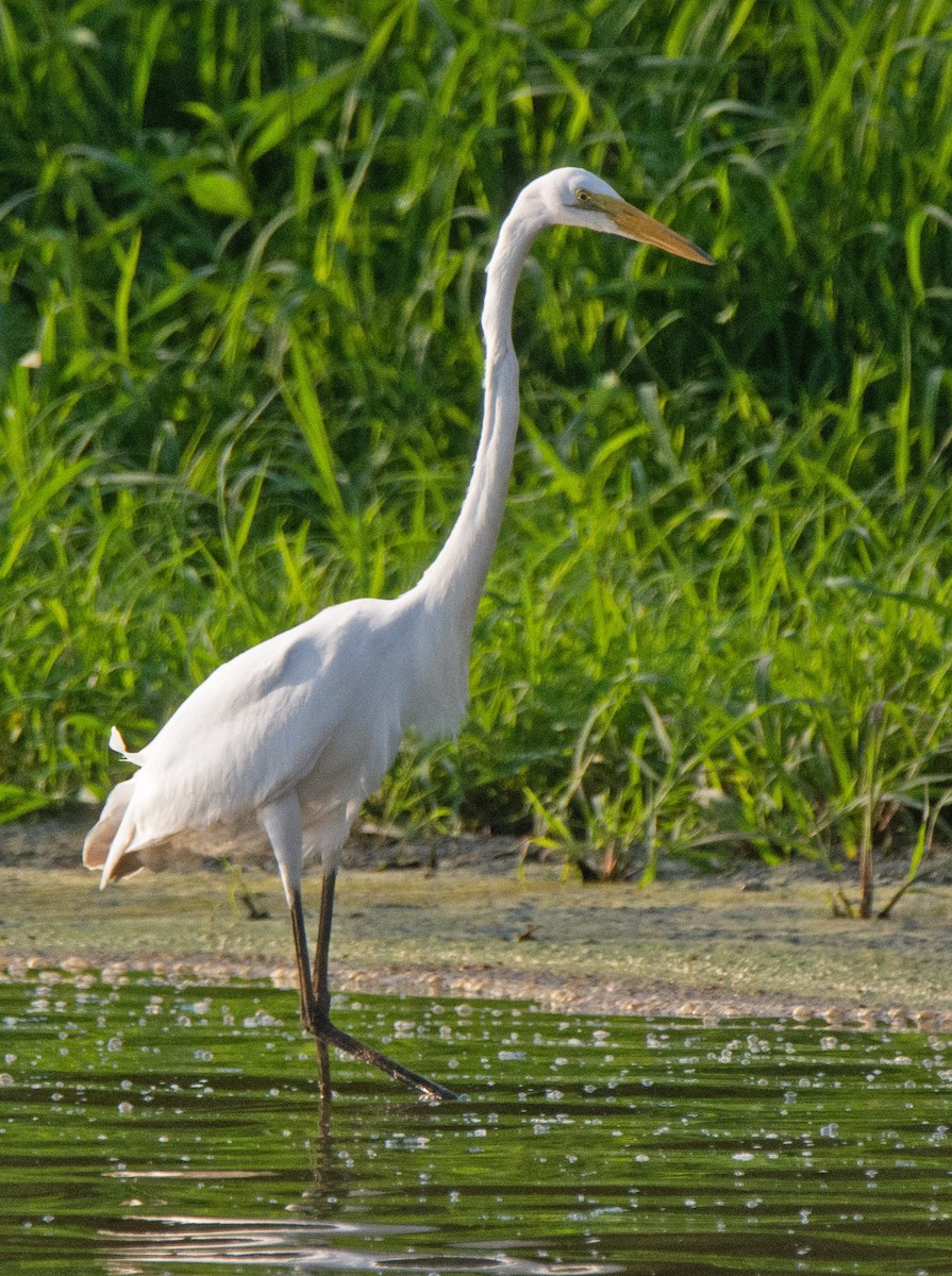 Grande Aigrette - ML621589040