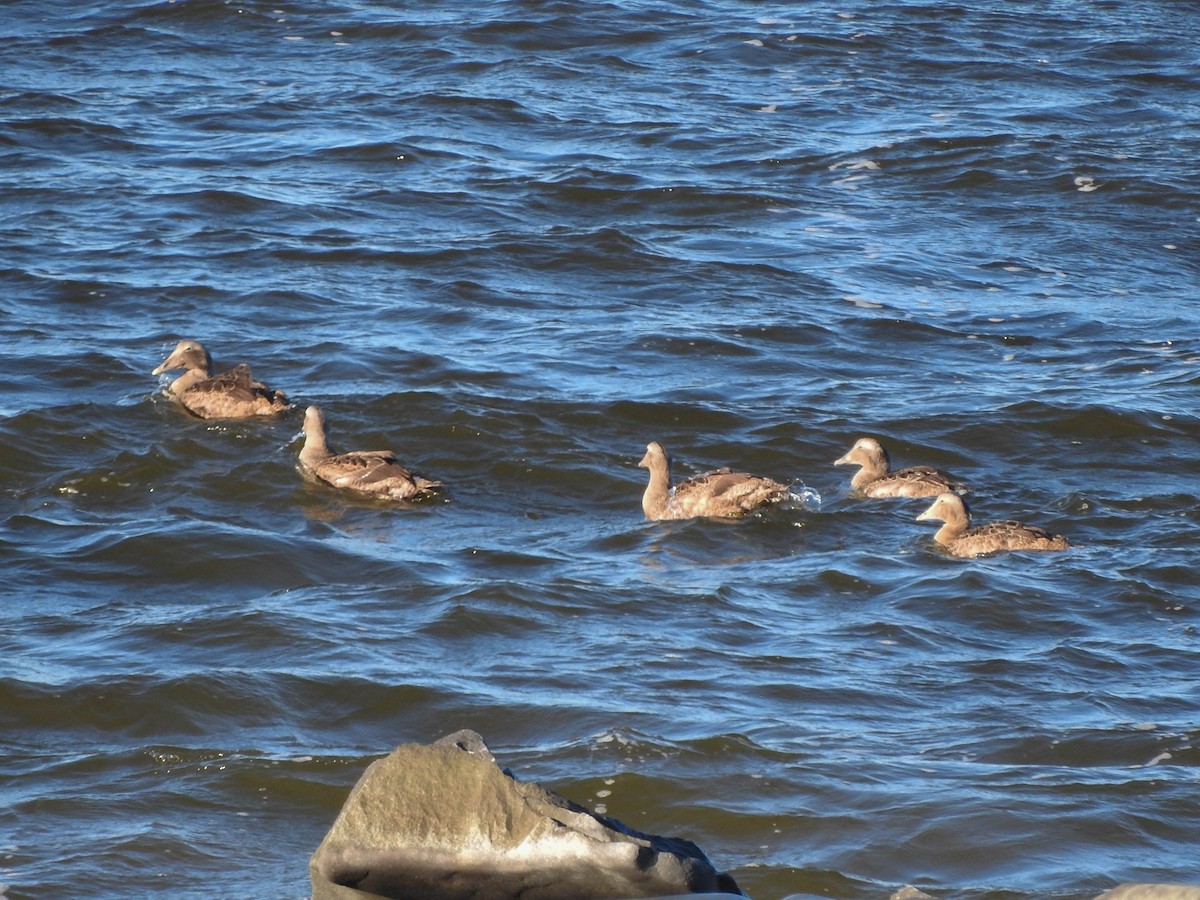 Common Eider - France Desbiens