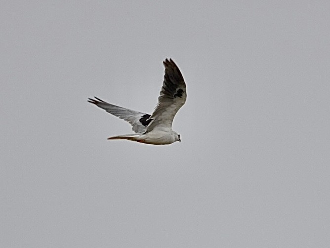 White-tailed Kite - ML621589137