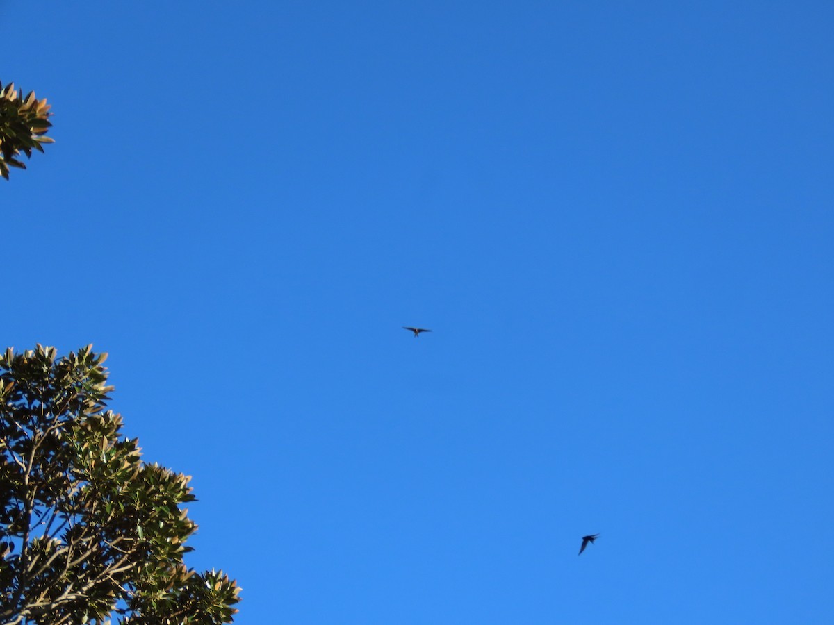 Welcome Swallow - ML621589214