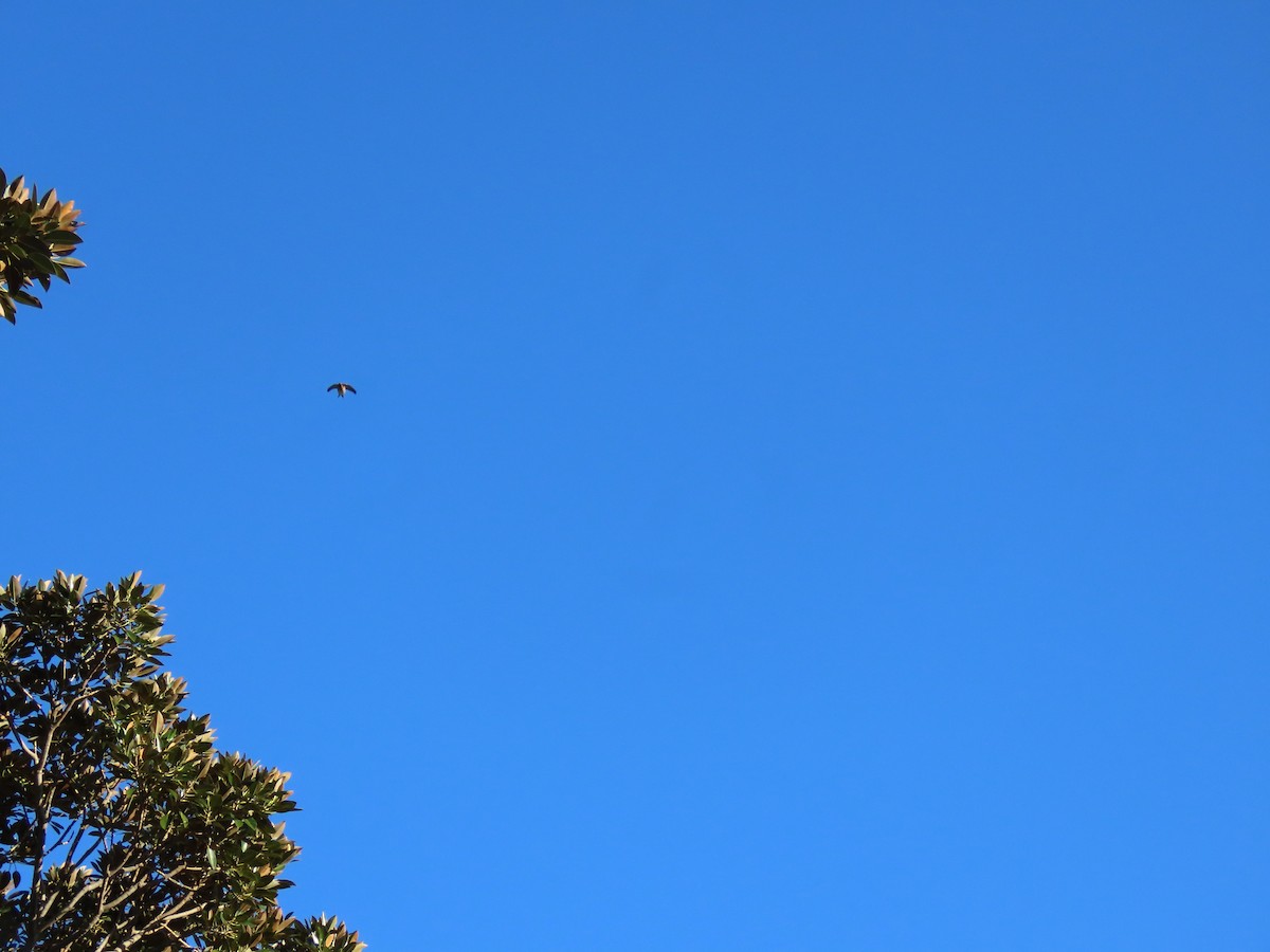Welcome Swallow - ML621589215