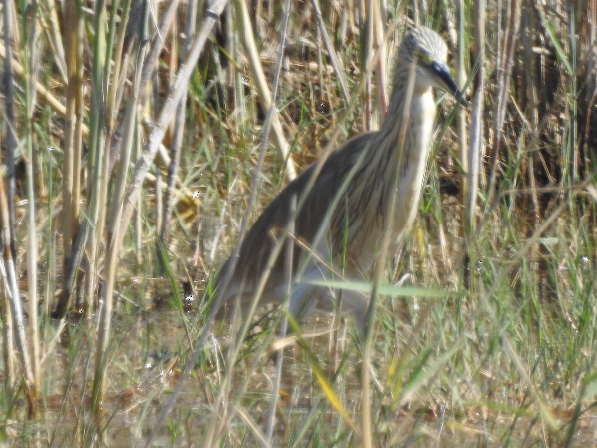 Squacco Heron - ML621589216