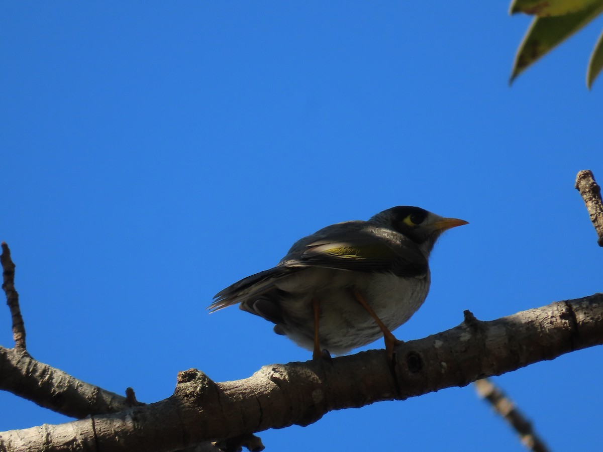 Noisy Miner - ML621589240