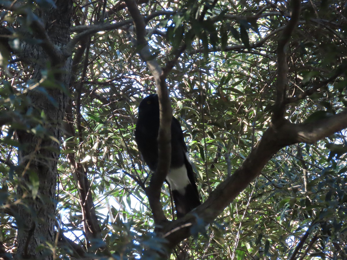 Pied Currawong - ML621589243