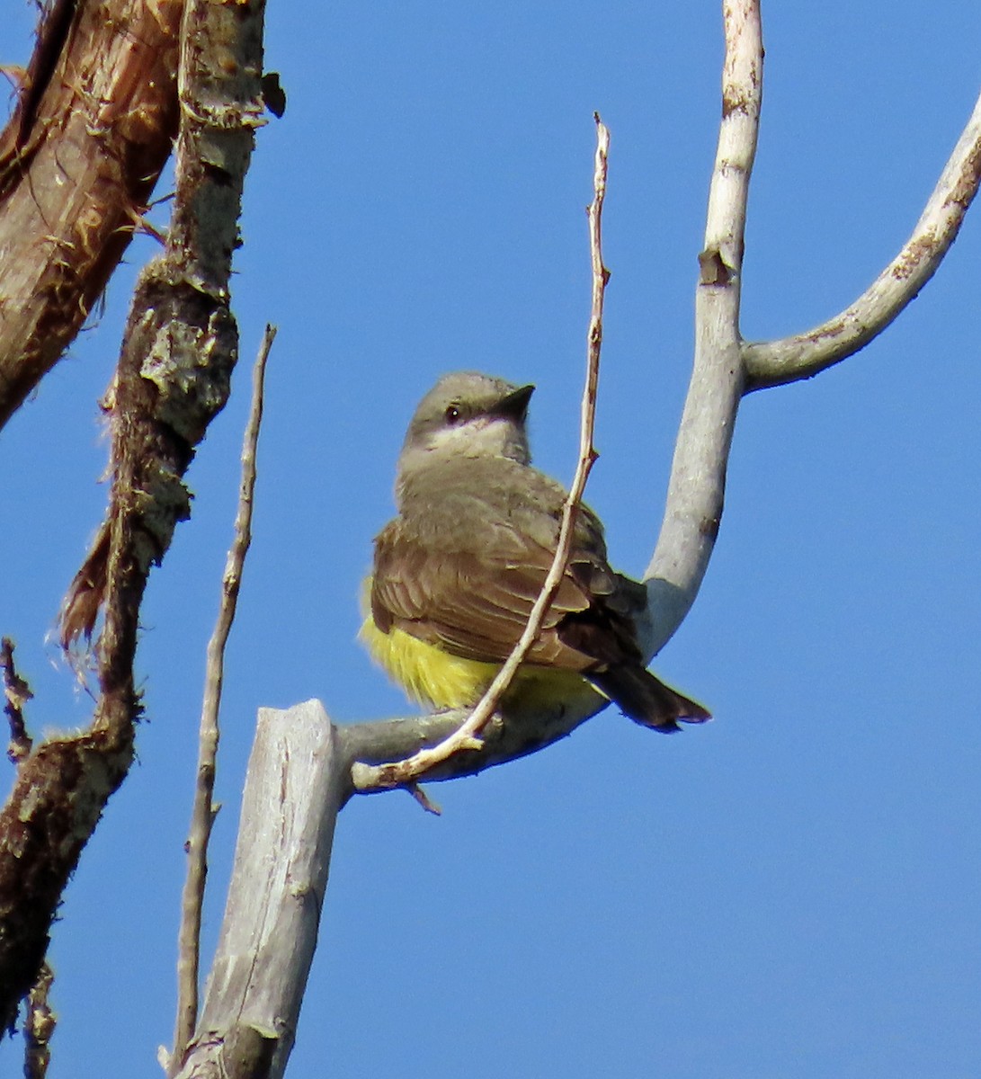 Western Kingbird - ML621589302