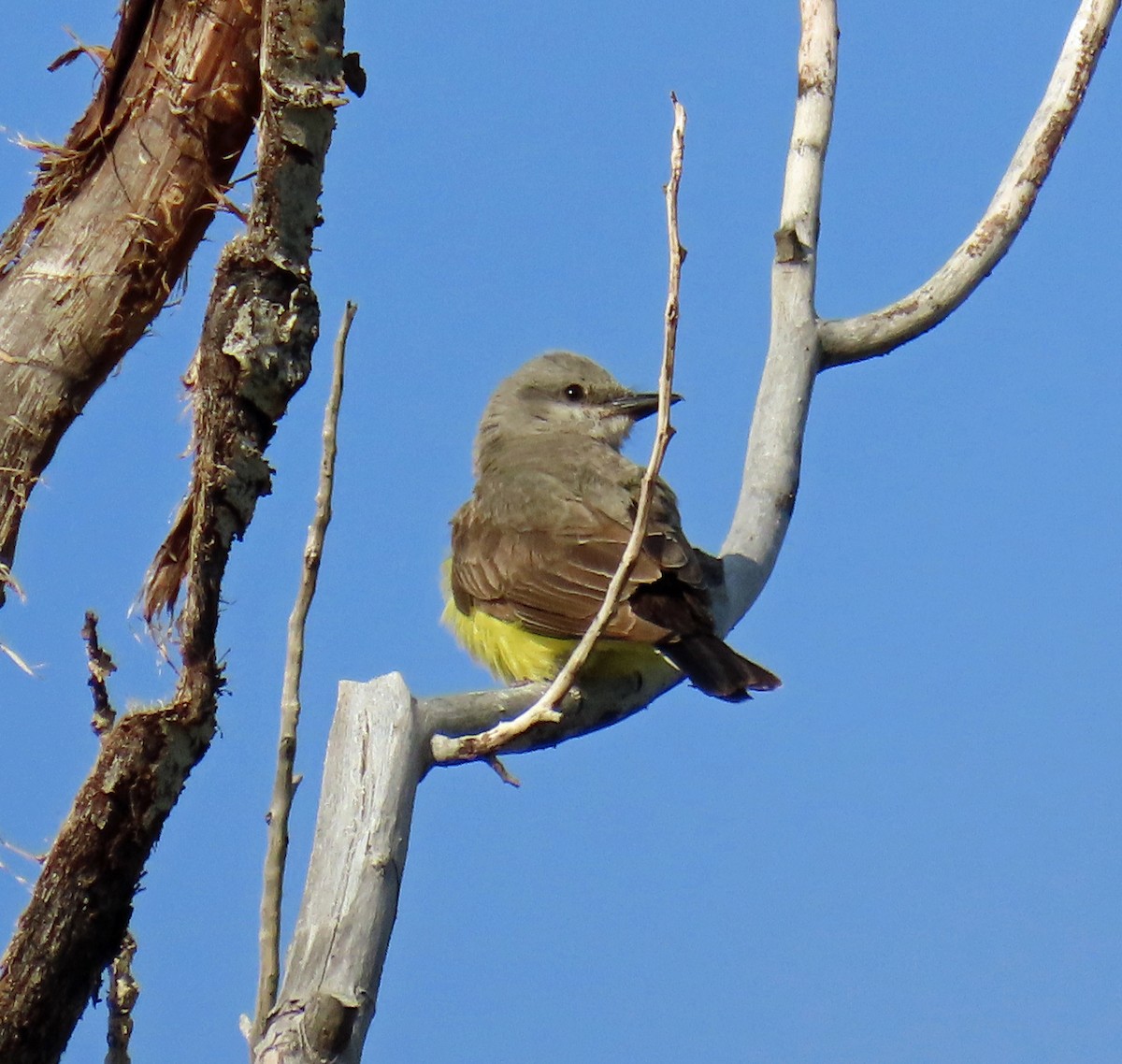 Western Kingbird - ML621589303