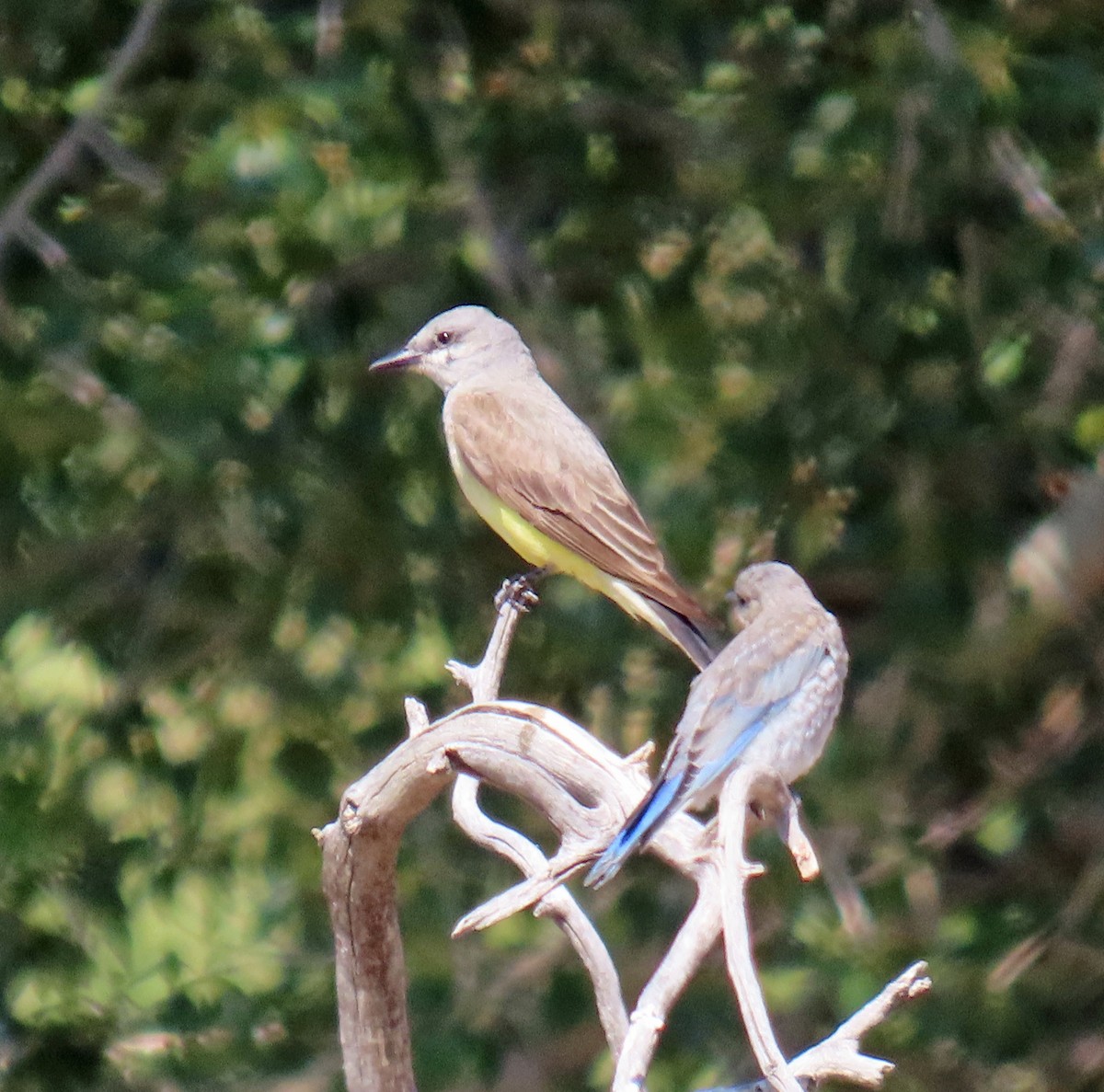 Western Kingbird - ML621589304