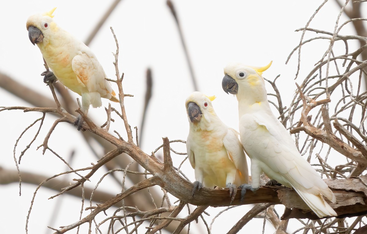 Yellow-crested Cockatoo - ML621589311