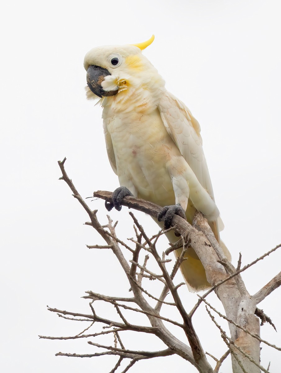 Yellow-crested Cockatoo - Mark Chappell