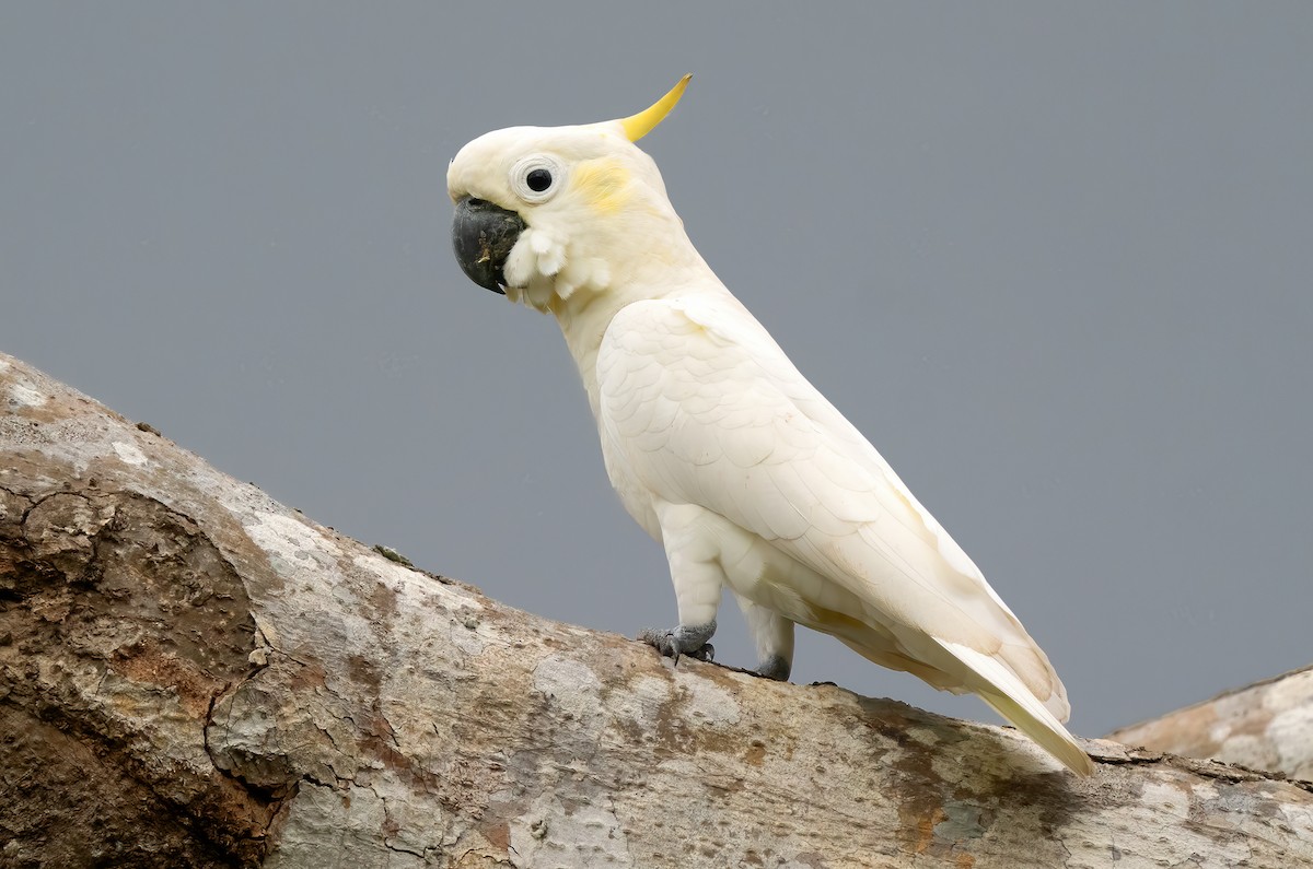 Yellow-crested Cockatoo - ML621589313