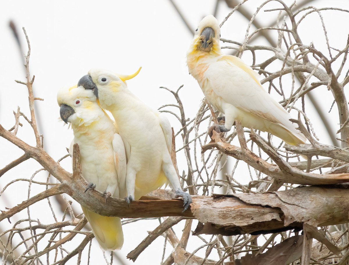 Yellow-crested Cockatoo - ML621589314