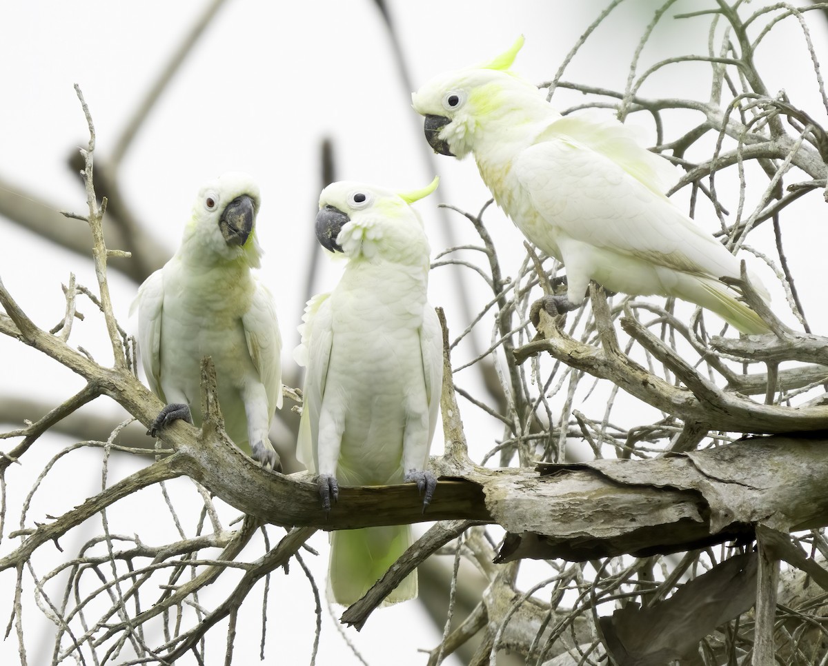 Yellow-crested Cockatoo - ML621589315