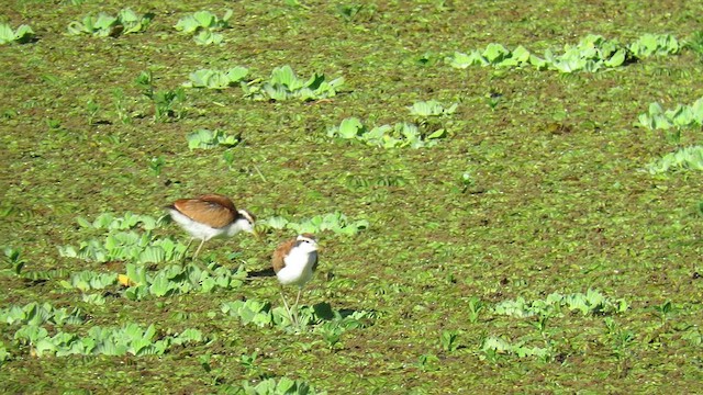 Jacana Suramericana - ML621589354