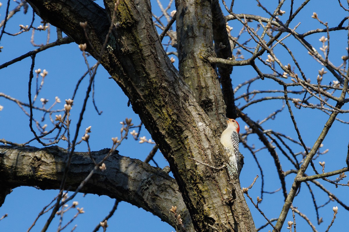 Red-bellied Woodpecker - ML621589360