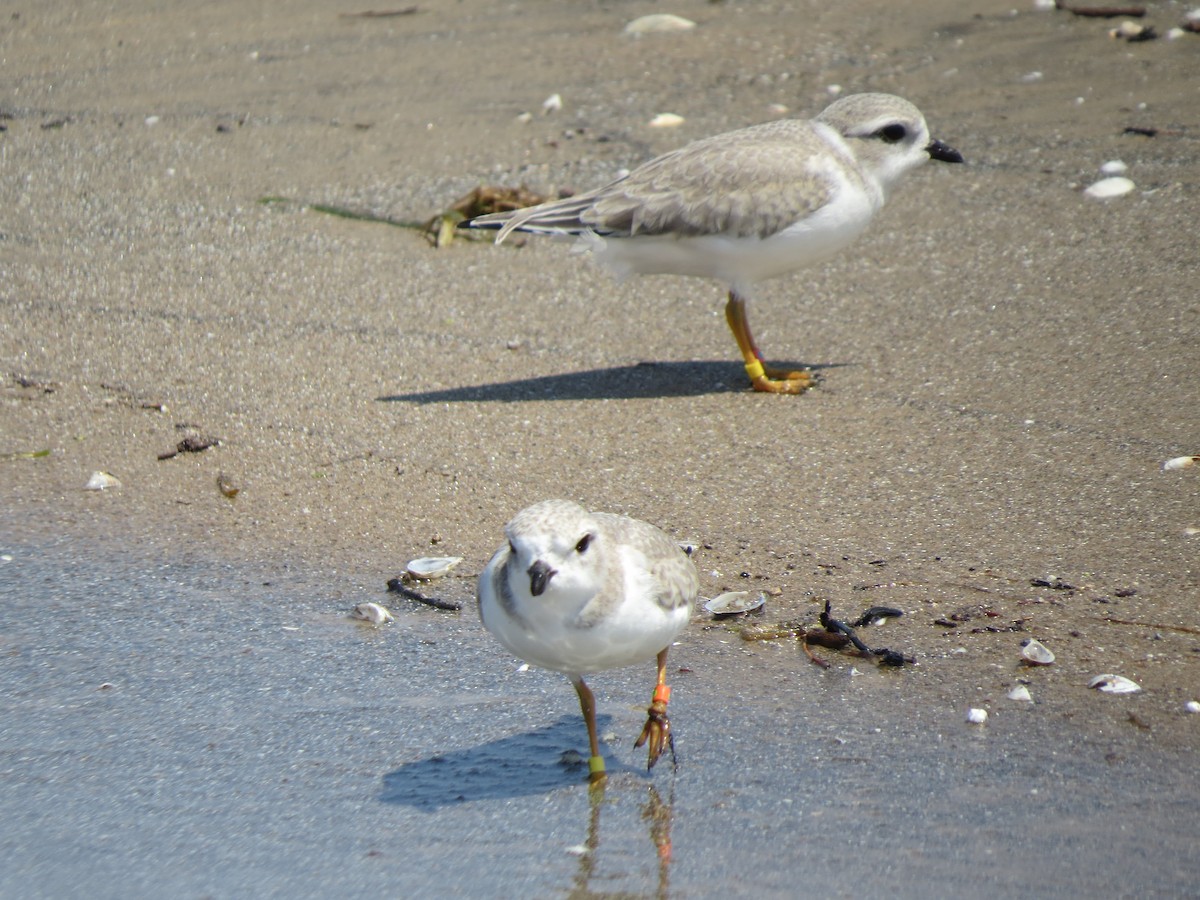 Piping Plover - ML621589362