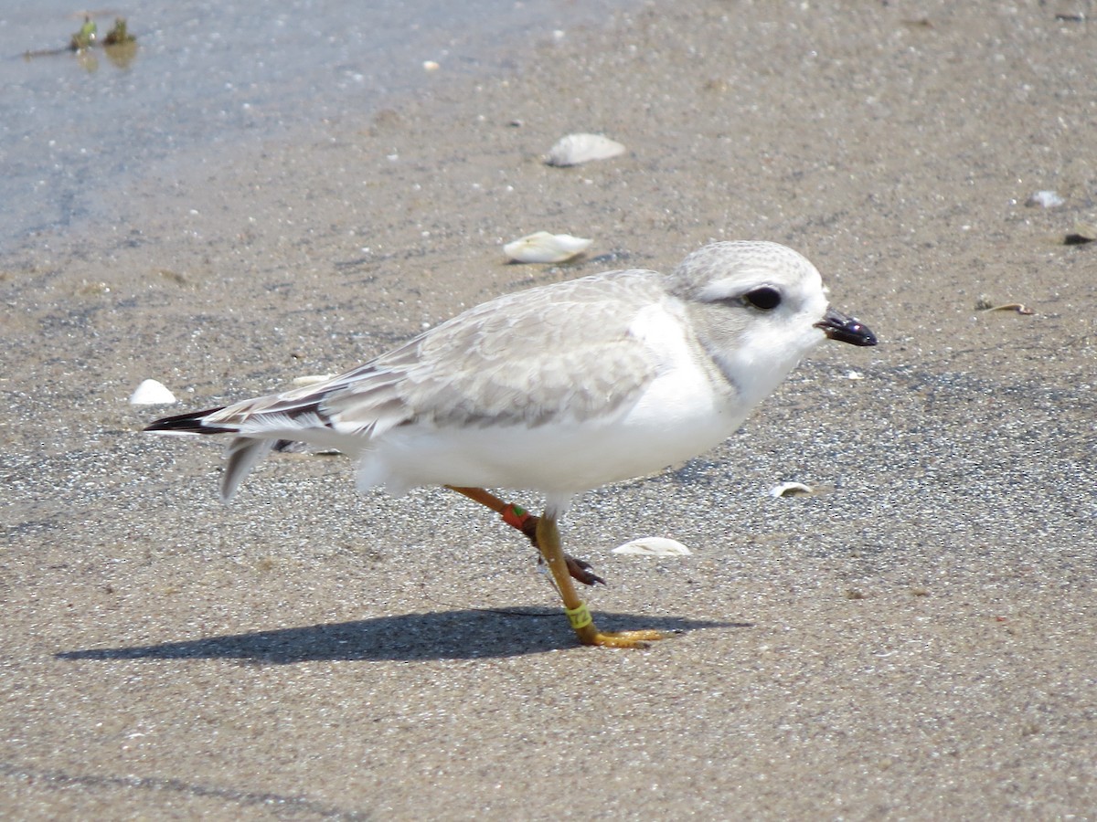 Piping Plover - ML621589371