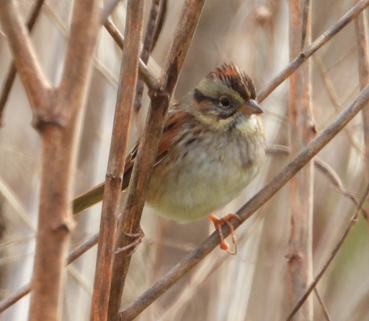 Swamp Sparrow - ML621589373