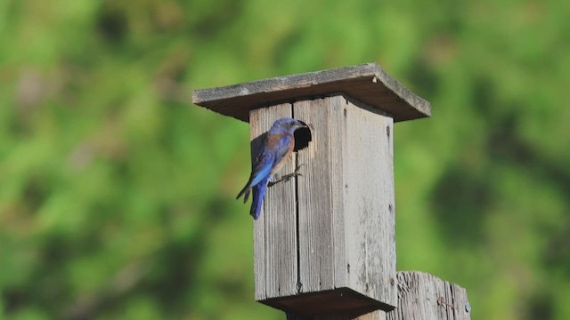 Western Bluebird - ML621589431