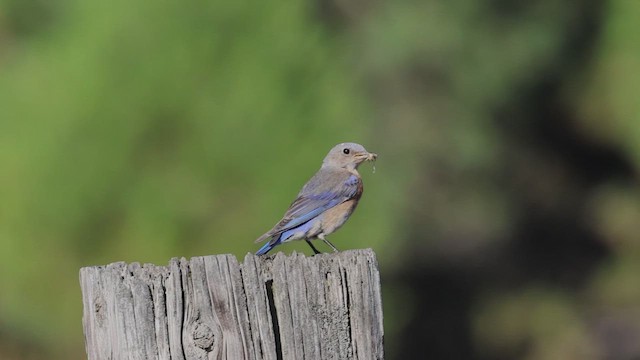 Western Bluebird - ML621589432