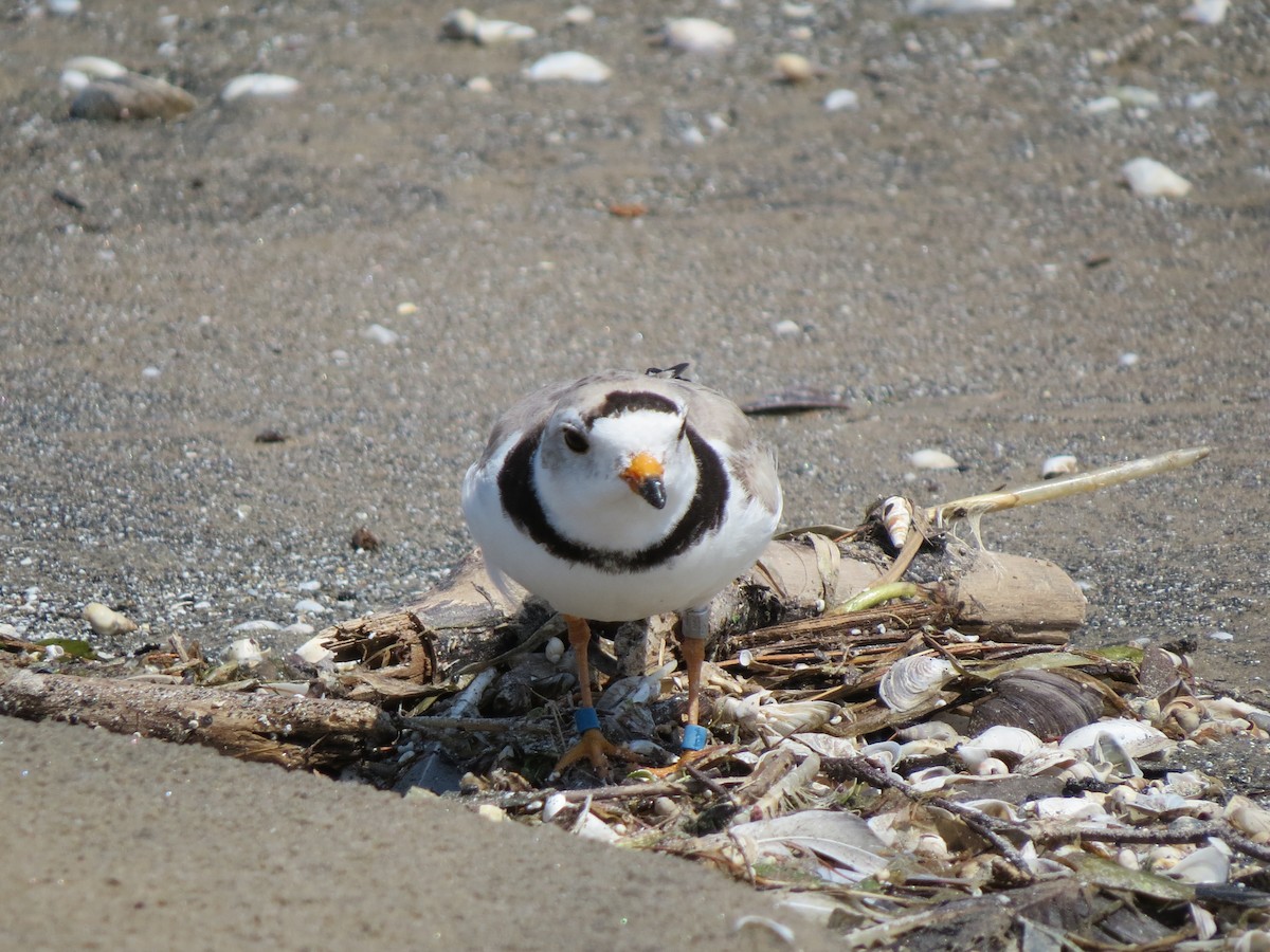 Piping Plover - ML621589457
