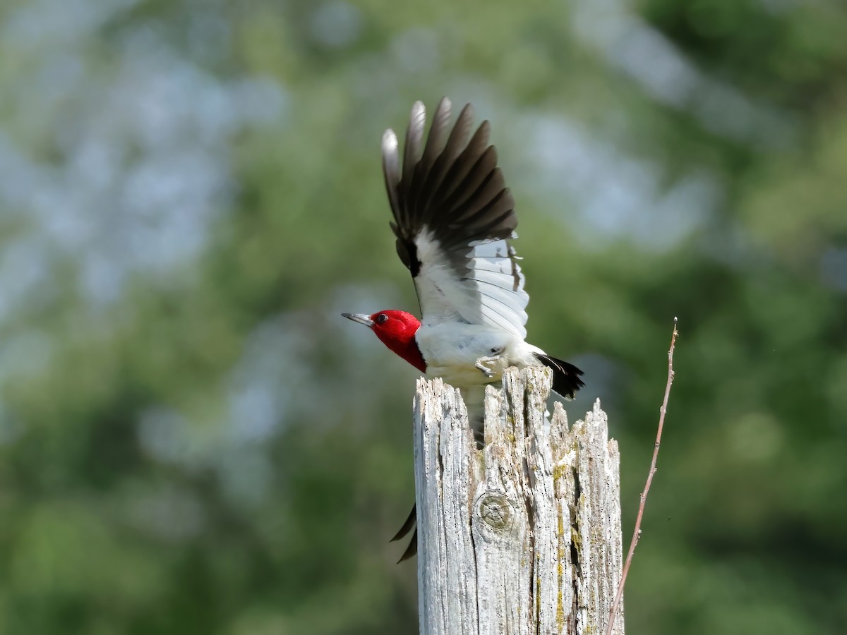 Red-headed Woodpecker - ML621589460