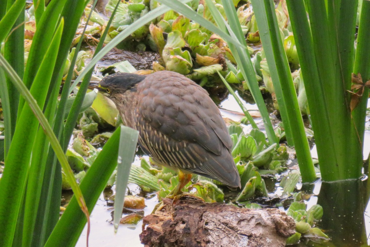 Striated Heron - Maria del Castillo