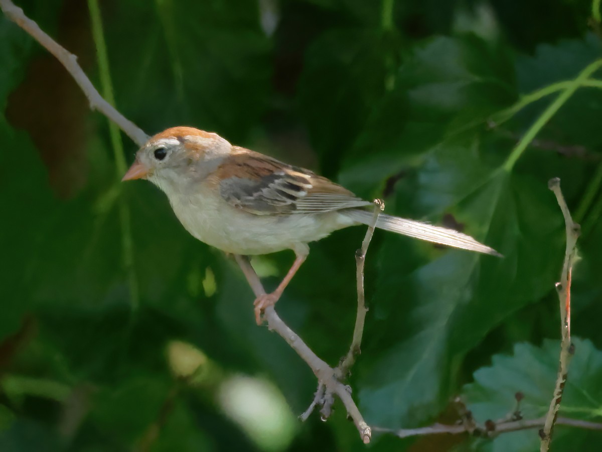 Field Sparrow - ML621589533