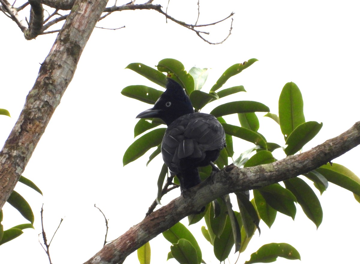 Amazonian Umbrellabird - ML621589538