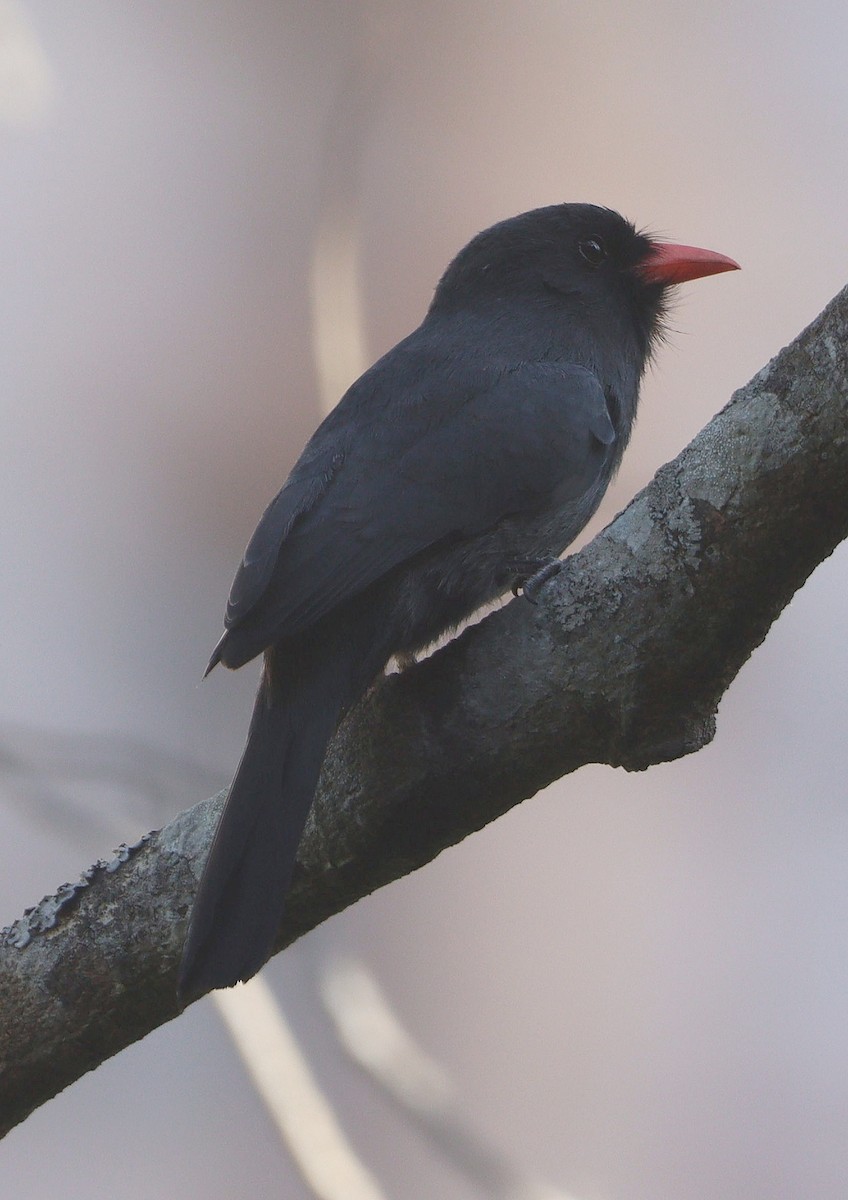 Black-fronted Nunbird - Rodrigo Ferraz