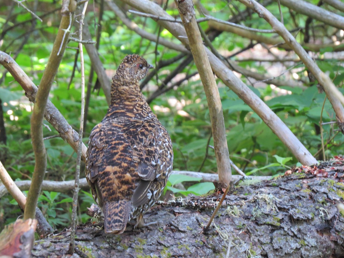 Spruce Grouse - Diana Werezak