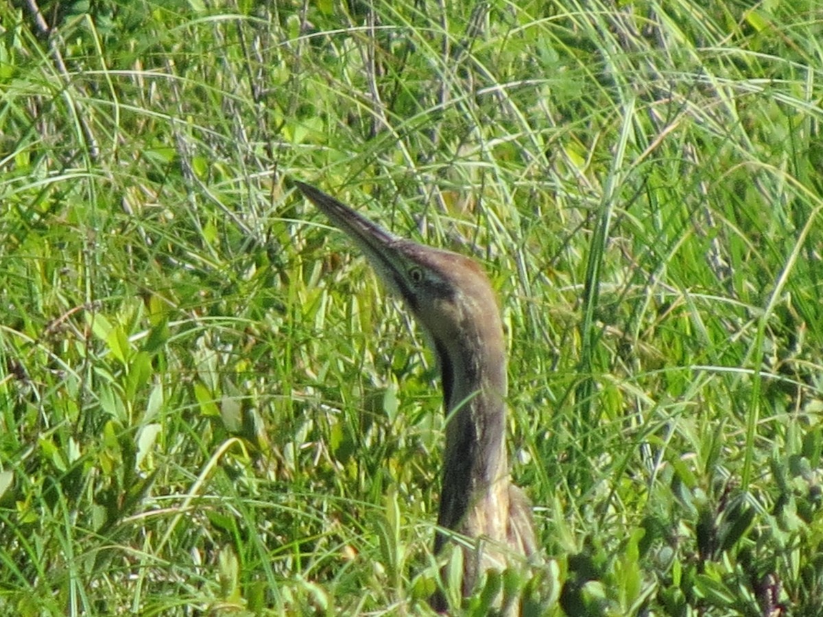 American Bittern - ML621589789