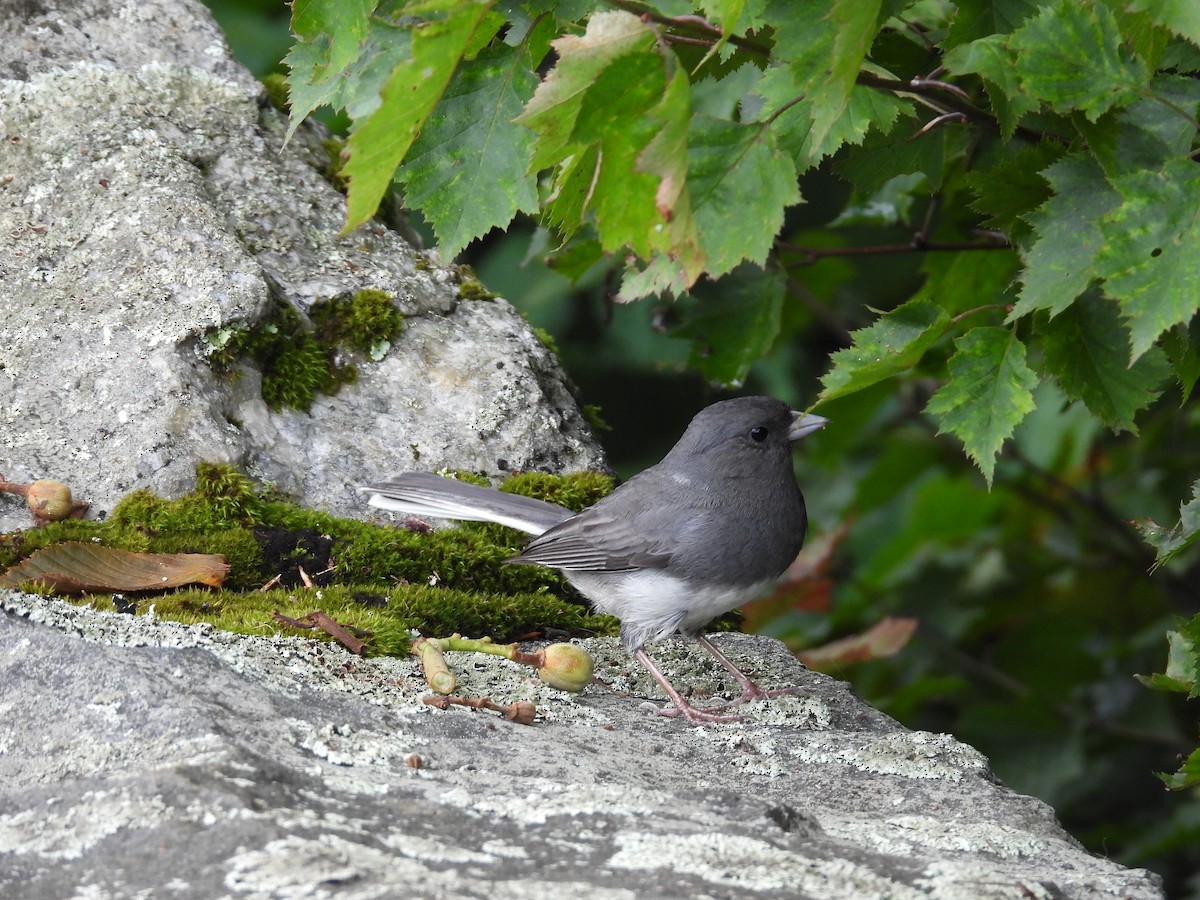 Dark-eyed Junco - ML621589957