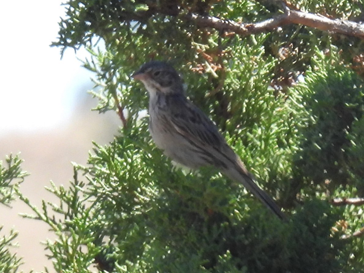 Vesper Sparrow - ML621589961