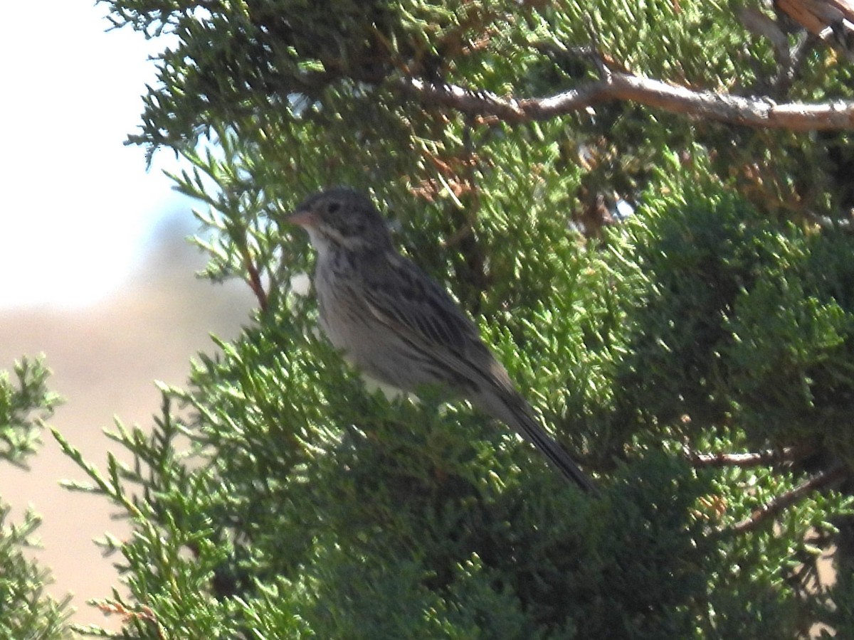 Vesper Sparrow - ML621589962