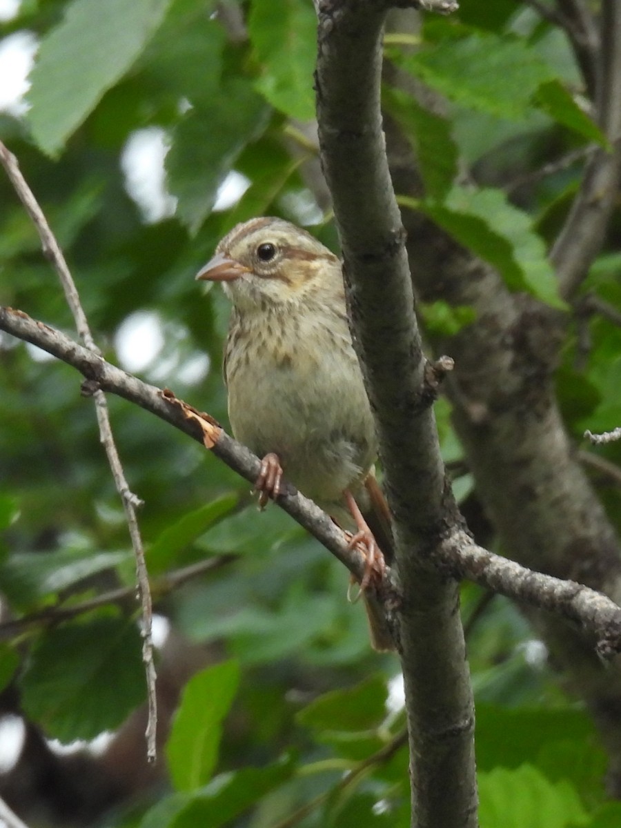 Ebird checklist 16 jul 2024 ochoco ranger station 6 species