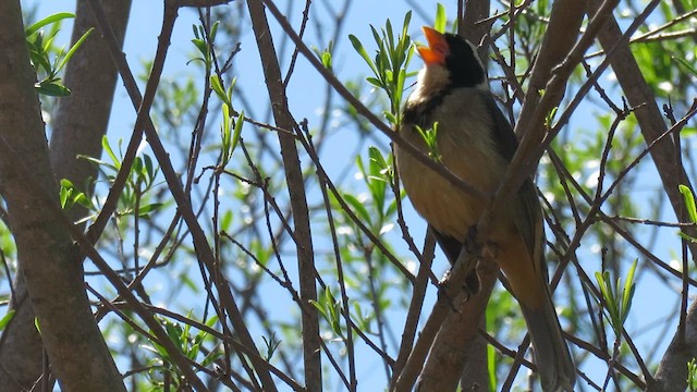 Golden-billed Saltator - ML621590117